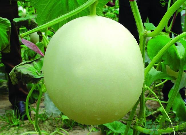 感冒了可以吃甜瓜嗎？感冒了吃甜瓜會加重病情嗎？