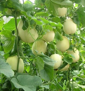 胃炎可以吃甜瓜嗎？胃炎吃甜瓜會(huì)有什么后果？