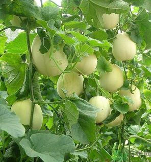 如何消除冰箱異味？冰箱有異味要怎么辦？