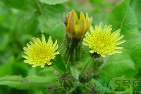 苦菜苦不苦？苦菜怎么做不苦？