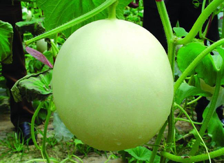 甜瓜可以放幾天？甜瓜可以保存幾天才會(huì)壞？