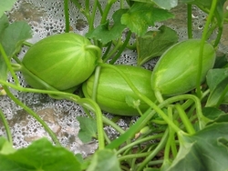 甜瓜可以放幾天？甜瓜可以保存幾天才會(huì)壞？