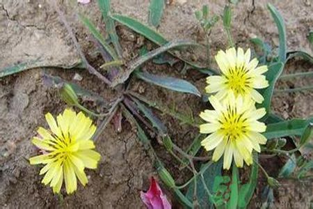 苦菜可以降血壓嗎？高血壓可以吃苦菜嗎？