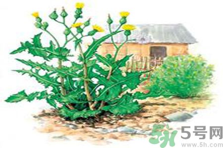 苦菜可以降血壓嗎？高血壓可以吃苦菜嗎？