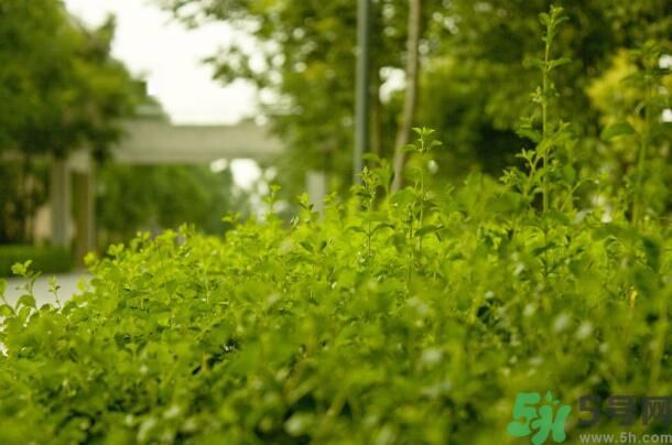 蚊子叮的包過幾天又癢是為什么？蚊子叮的包過幾天又癢怎么辦？