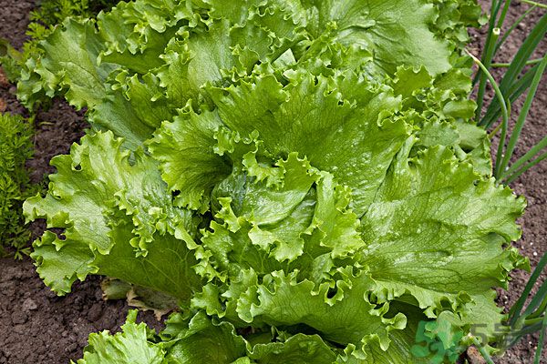 生菜和雞蛋能一起吃嗎？生菜和雞蛋一起怎么做？