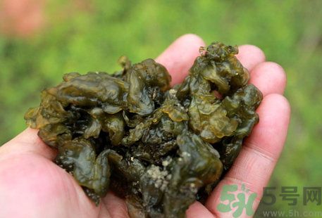 地皮菜怎么保存?地皮菜能放冰箱保存嗎? 地皮菜怎么保存?地皮菜能放冰箱保存嗎?