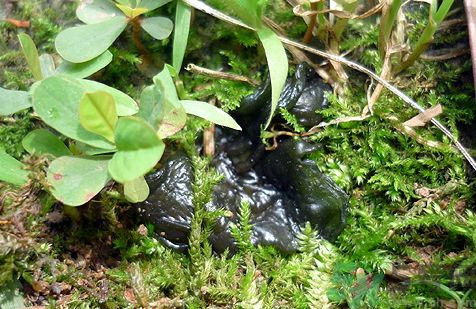 地皮菜怎么保存?地皮菜能放冰箱保存嗎? 地皮菜怎么保存?地皮菜能放冰箱保存嗎?