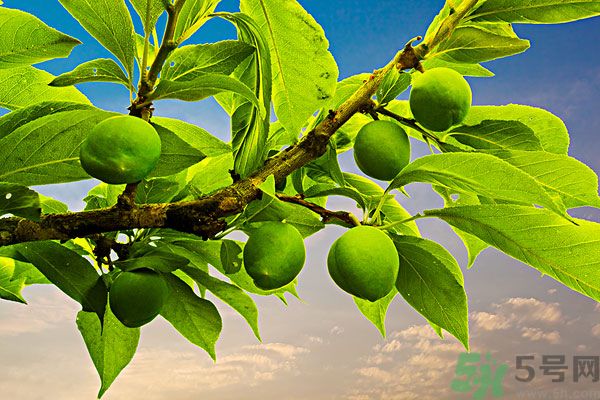 為什么說(shuō)李子樹(shù)下埋死人？李子的食用禁忌有哪些？