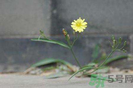 怎么挑選苦菜？挑選苦菜的方法有哪些？