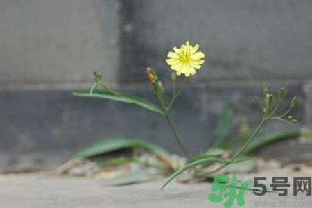 皮膚過敏可以吃苦菜嗎？吃苦菜會皮膚過敏嗎？