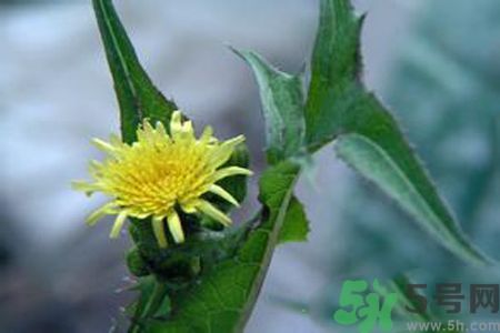 皮膚過敏可以吃苦菜嗎？吃苦菜會皮膚過敏嗎？