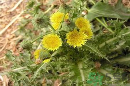 感冒可以吃苦菜嗎？感冒吃苦菜好嗎？