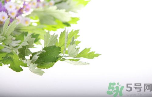 艾葉和艾草是一回事嗎?艾葉和艾草有什么區(qū)別 艾葉和艾草是一回事嗎?艾葉和艾草有什么區(qū)別