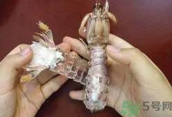 剝蝦神器怎么用？剝蝦神器在哪里買？