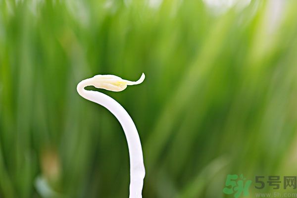 綠豆芽有什么功效？綠豆芽的功效是什么？