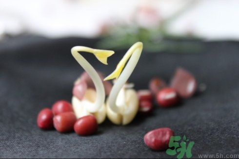 紅豆可以發(fā)豆芽嗎？紅豆芽可以吃嗎？