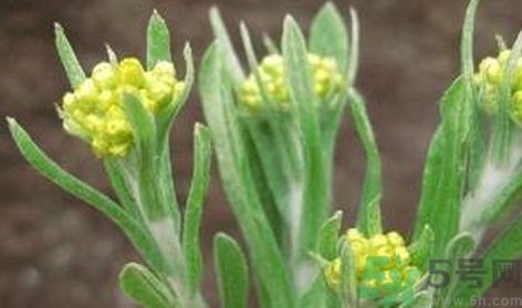 艾葉是不是越陳越好?艾葉是越陳越好嗎? 艾葉是不是越陳越好?艾葉是越陳越好嗎?