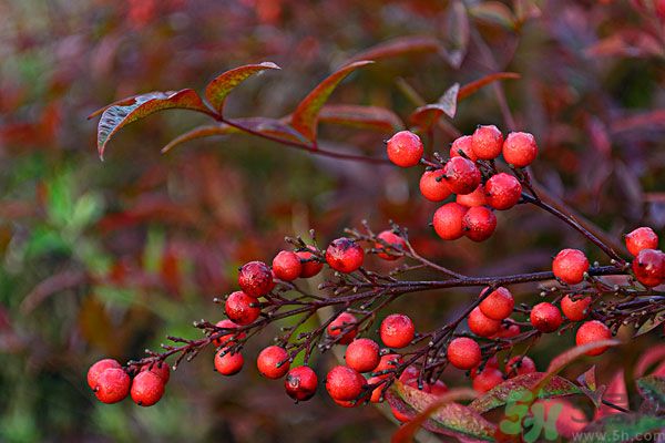 尿酸高能吃山楂嗎？痛風(fēng)能吃山楂嗎？