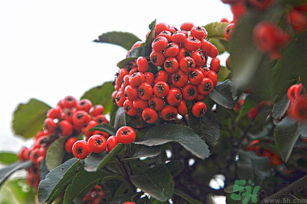 尿酸高能吃山楂嗎？痛風(fēng)能吃山楂嗎？