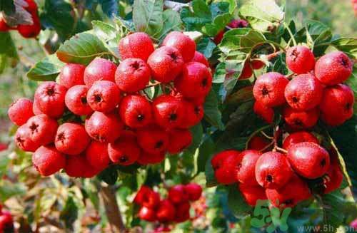 貧血可以吃山楂嗎？貧血能吃山楂嗎？