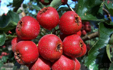 貧血可以吃山楂嗎？貧血能吃山楂嗎？