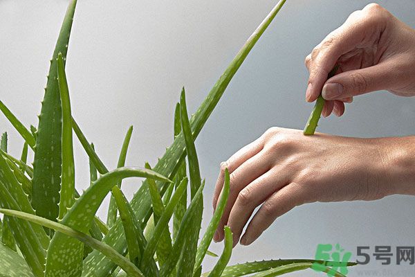 蘆薈是涼性的嗎？蘆薈是涼性還是熱性？