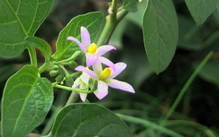 龍葵草有什么作用?龍葵草的功效與作用 龍葵草有什么作用?龍葵草的功效與作用