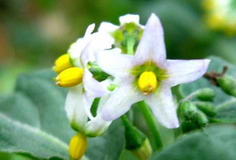 龍葵草有什么作用?龍葵草的功效與作用 龍葵草有什么作用?龍葵草的功效與作用