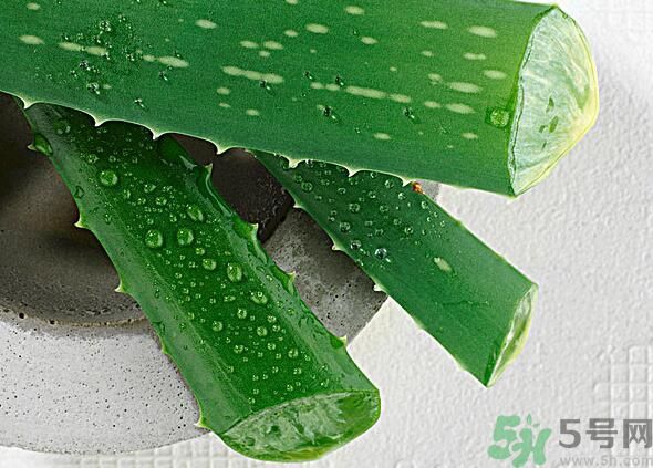 夏天吃蘆薈可以降火嗎？夏天吃蘆薈能清火嗎？