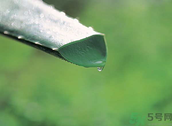 蘆薈酒有什么功效？蘆薈酒的功效是什么？