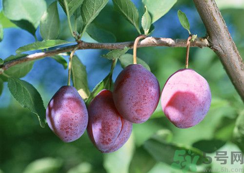李子和杏子一樣嗎？李子和杏子的區(qū)別