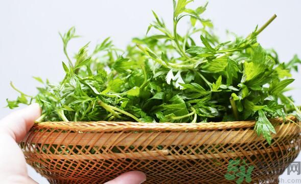 菖蒲是艾葉嗎？菖蒲是什么？