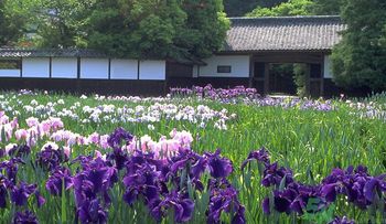 菖蒲是艾葉嗎？菖蒲是什么？