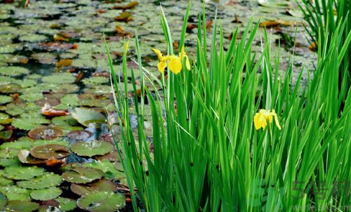 菖蒲是涼性的嗎？菖蒲是涼性還是熱性？