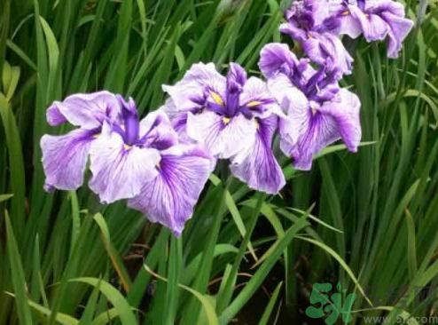 什么樣的菖蒲好？怎樣選購菖蒲？