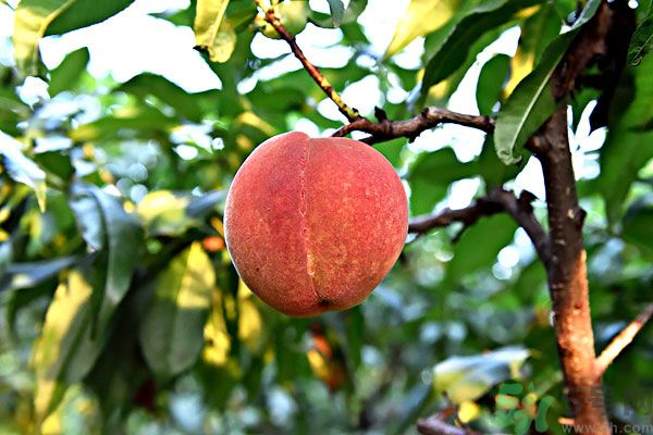 吃了李子能吃桃子嗎？桃子和李子同食好嗎？