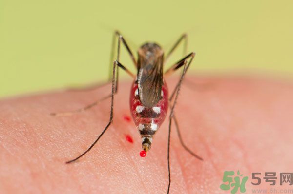 蚊子討厭什么氣味？蚊子討厭什么顏色？