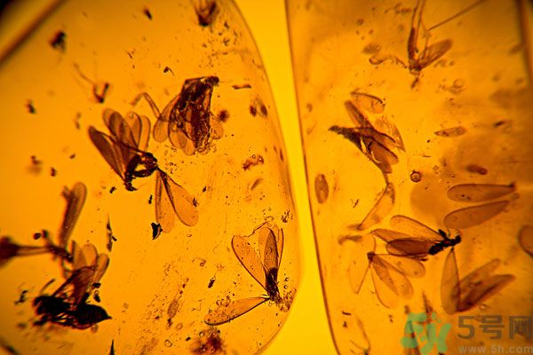 蚊子討厭什么氣味？蚊子討厭什么顏色？