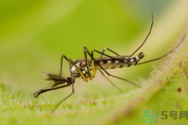 蚊子討厭什么氣味？蚊子討厭什么顏色？