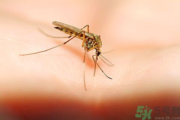 蚊子討厭什么氣味？蚊子討厭什么顏色？