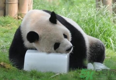 中暑可以吃水果嗎？中暑吃什么水果好？