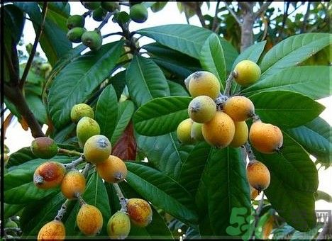 枇杷沒(méi)熟怎么辦?枇杷沒(méi)熟可以吃嗎