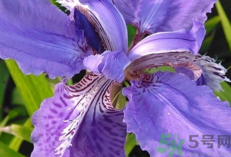 菖蒲有毒嗎?菖蒲的功效與作用及禁忌 菖蒲有毒嗎?菖蒲的功效與作用及禁忌