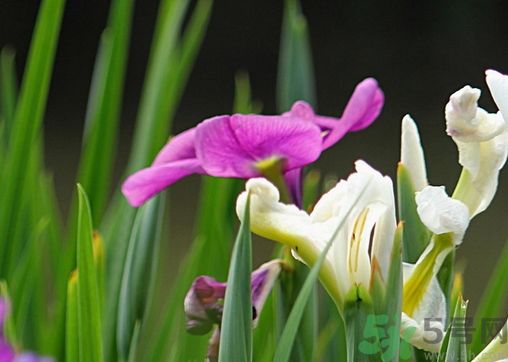 菖蒲有毒嗎?菖蒲的功效與作用及禁忌 菖蒲有毒嗎?菖蒲的功效與作用及禁忌