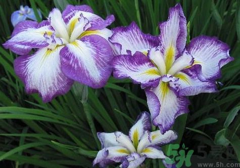 菖蒲有毒嗎?菖蒲的功效與作用及禁忌 菖蒲有毒嗎?菖蒲的功效與作用及禁忌