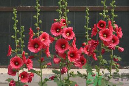 什么是蜀葵？蜀葵是一丈紅嗎？