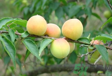 李子就是梅子嗎？李子和梅子有什么不同？