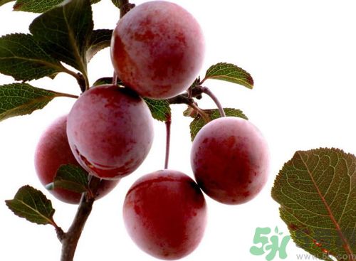 李子可以放冰箱嗎？李子應該怎樣保存？