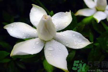 梔子花可以減肥嗎？梔子花怎么減肥？